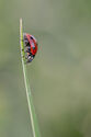7 spot ladybird