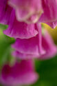 Foxglove