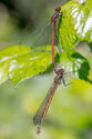 Damselflies mating