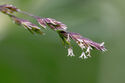 Grass flowers