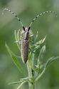 Golden bloomed grey longhorn beetle