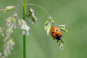 7 spot ladybird