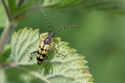 Yellow and Black Long horned beetle
