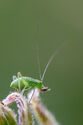 Speckled bush cricket