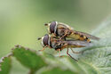 Hoverflies mating