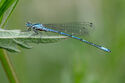 Damselfly