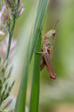 Grasshopper