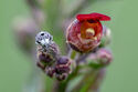 Figwort weevil on figwort