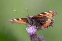 Small tortoiseshell butterfly