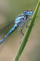 Damselfly
