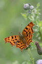 Comma butterfly