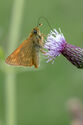 Small skipper butterfly