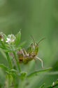 Grasshopper