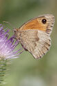 Meadow Brown butterfly
