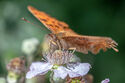 Comma butterfly
