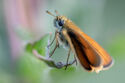 Small skipper butterfly