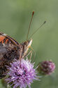 Red Admiral butterfly