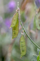 Vetch pods
