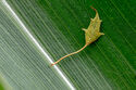Birch leaf