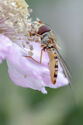 Hoverfly feeding on bramble