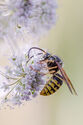 Wasp feeding on angelica