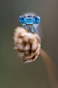 Damselfly