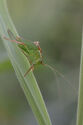 Speckled bush cricket