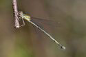 Willow Emerald damselfly
