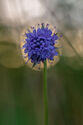 Devil's bit scabious
