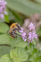 Carder bee feeding on water mint