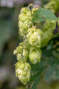 Hop flowers