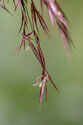 Norfolk reed flowers