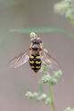 Hoverfly