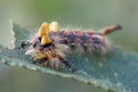 Vapourer moth caterpillar
