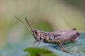 Grasshopper