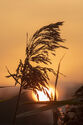 Reed sunset