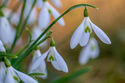 Snowdrops