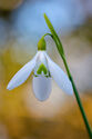 Snowdrop