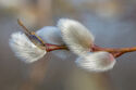 Pussy willow