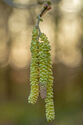 Hazel catkins