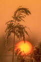 Reed sunset