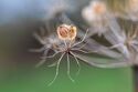 Hogweed seed