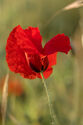 Poppy