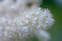 Meadowsweet