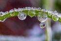 Frozen dew