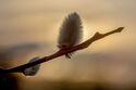 Pussy willow sunset