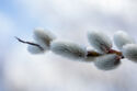 Pussy willow