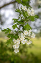 Hawthorn