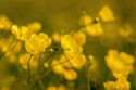 Buttercups