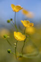 Buttercups